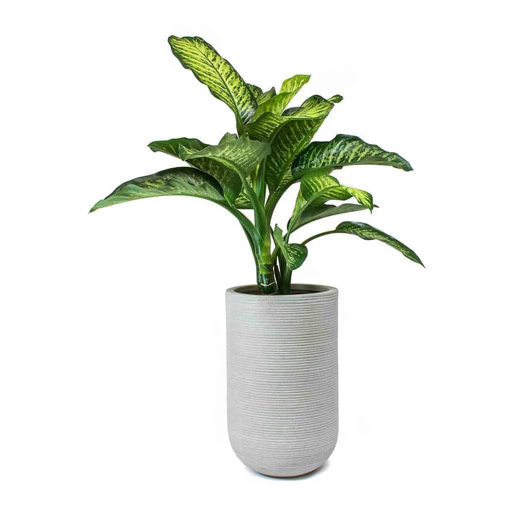 10 Of The Best Indoor Plants That Don't Need Sunlight