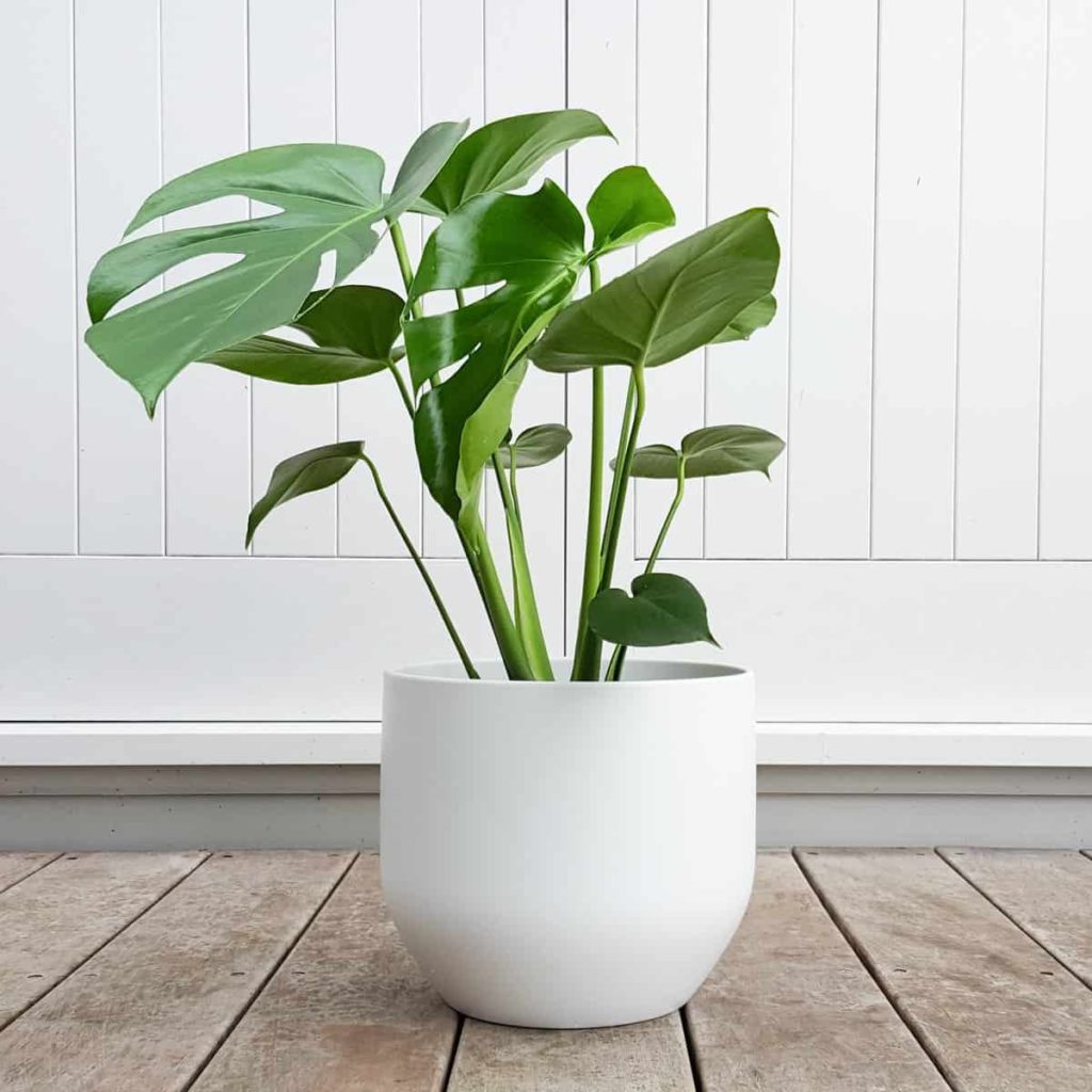 Indoor Plants That Dont Need Sunlight Monstera In Pot 1024x1024 