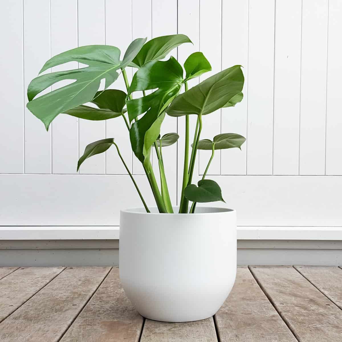 10-of-the-best-indoor-plants-that-don-t-need-sunlight