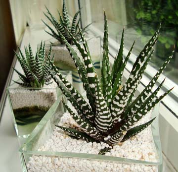 low-light-plants-zebra-cactus