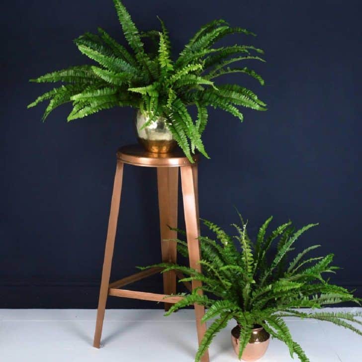 low-light-plants-sword-fern