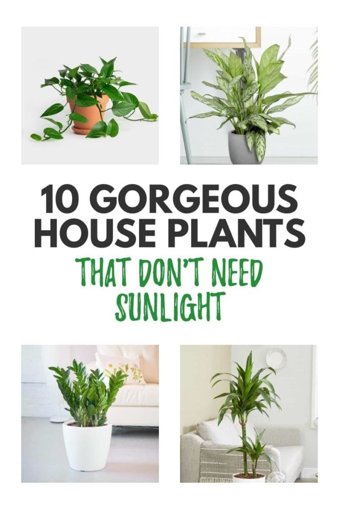 plants that need little to no light