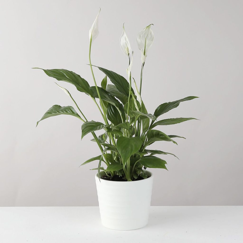 low-light-plants-peace-lily