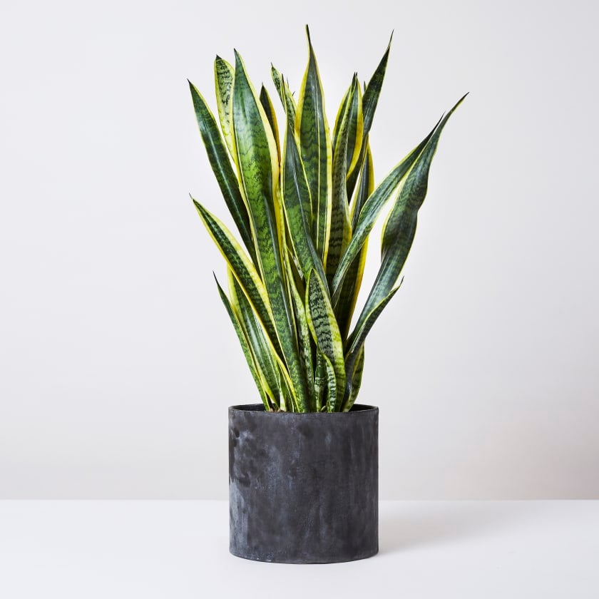 low-light-houseplants-snake-plant