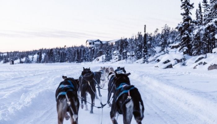 a pack of huskies dog sledding in the snow