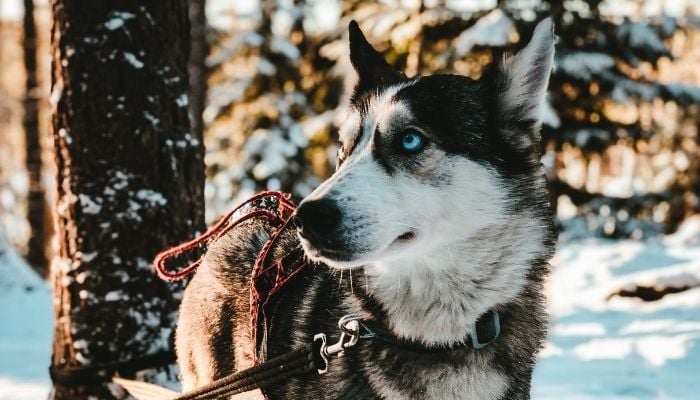 a dog sledding husky in the snow, unique bucket list travel idea