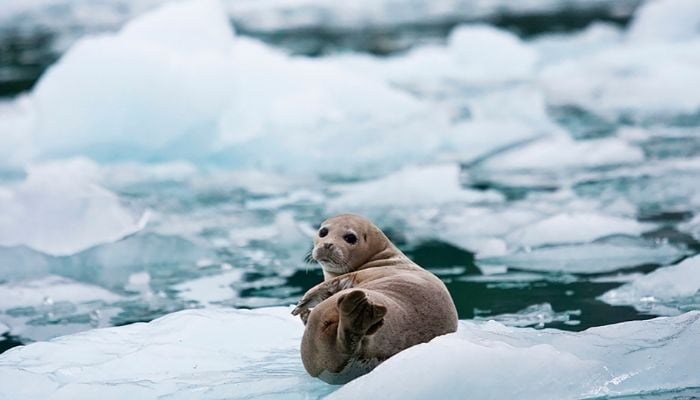 a baby seal, wildlife you might see on a glacier hike