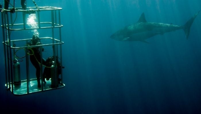 a diver in a shark cage, diving with a great white shark