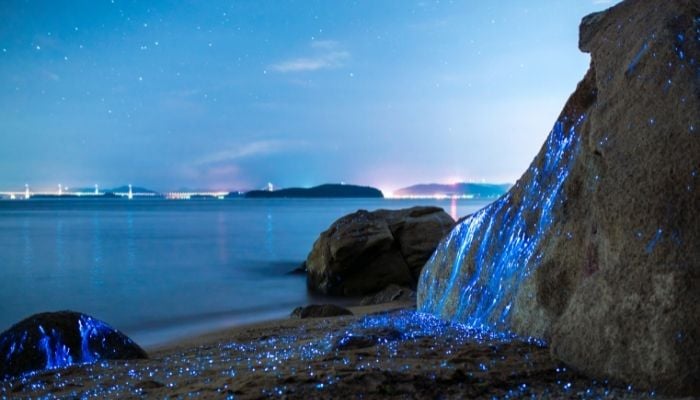 a bioluminescent bay in california