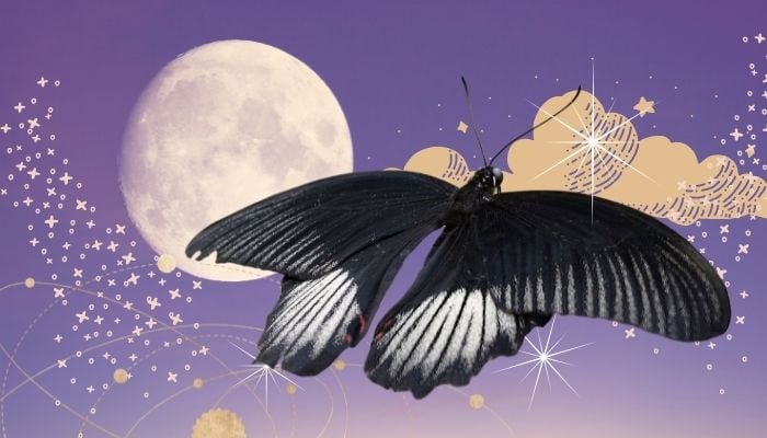 black butterfly meaning 