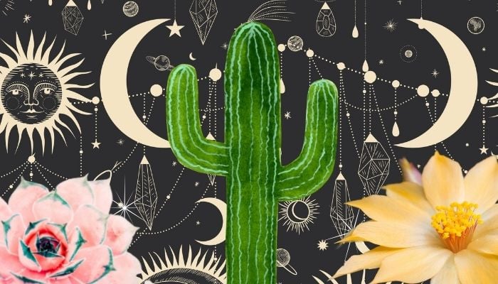 cactus-symbolism-spiritual-meaning-what-it-means-to-see-one