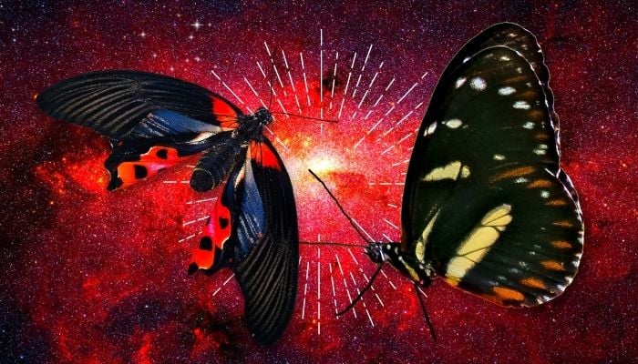 black butterfly meanings for love and relationships