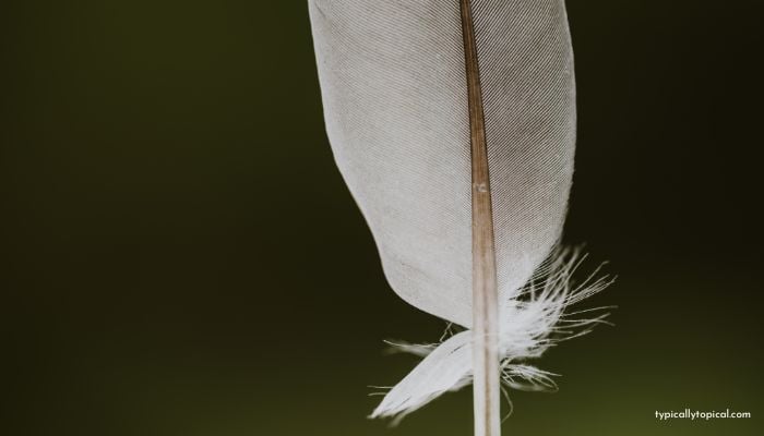 finding light grey feather meaning