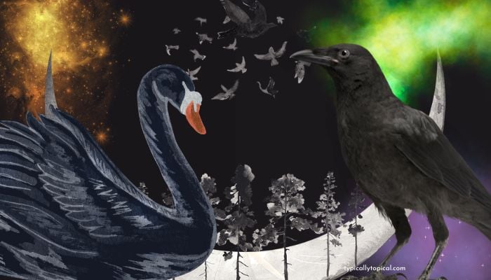 a black swan and crow black feather