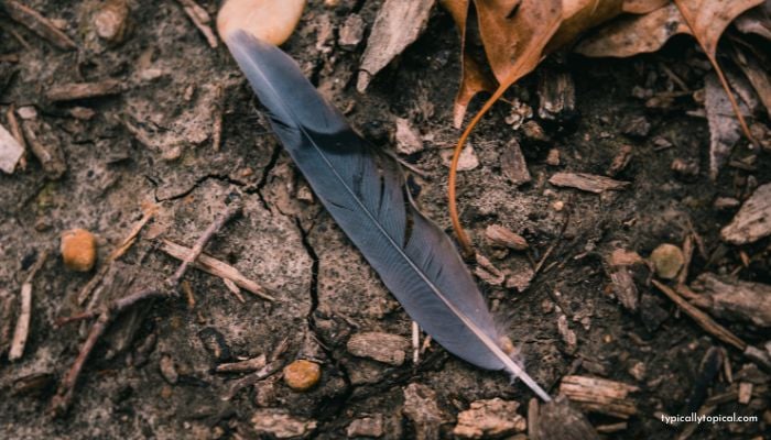 a black feather on the ground amongst leaves