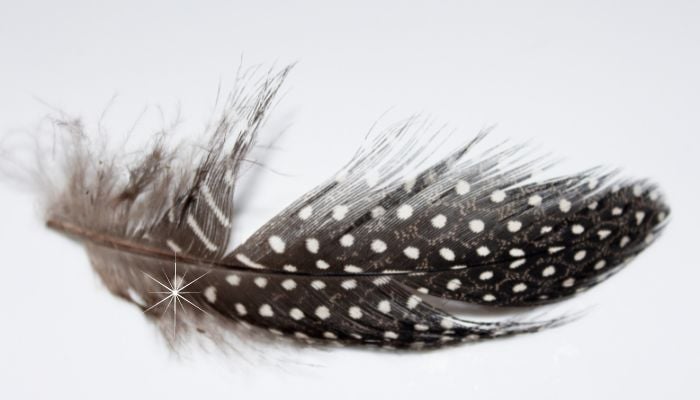 Angelic White feather background - small fluffy white feathers randomly  scattered forming a background Stock Photo